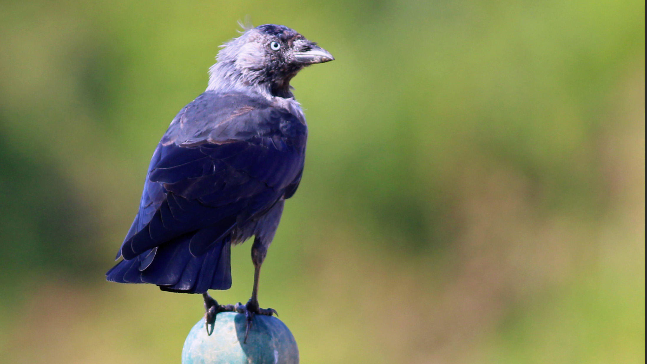 Eurasian Jackdaw — Ana fotoğraf